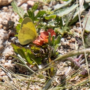 Eurema smilax at Tharwa, ACT - 30 Oct 2024 02:45 PM