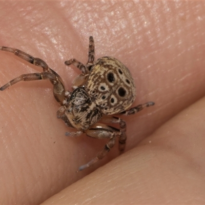 Cymbacha ocellata (Crab spider) at Nicholls, ACT - 1 Nov 2024 by AlisonMilton