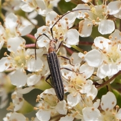 Syllitus rectus (Longhorn beetle) at Nicholls, ACT - 1 Nov 2024 by AlisonMilton