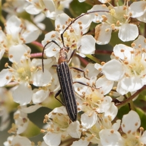 Syllitus rectus at Nicholls, ACT - 1 Nov 2024