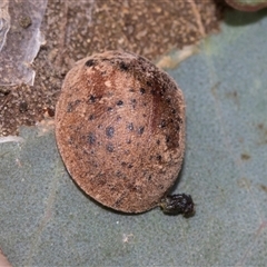 Trachymela sp. (genus) (Brown button beetle) at Nicholls, ACT - 1 Nov 2024 by AlisonMilton