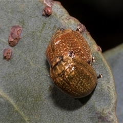 Paropsisterna cloelia (Eucalyptus variegated beetle) at Nicholls, ACT - 31 Oct 2024 by AlisonMilton