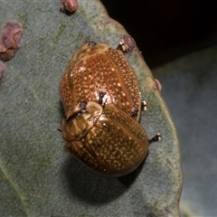 Paropsisterna cloelia at Nicholls, ACT - 1 Nov 2024 09:47 AM