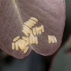 Paropsisterna cloelia (Eucalyptus variegated beetle) at Nicholls, ACT - 31 Oct 2024 by AlisonMilton