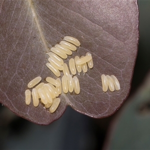 Paropsisterna cloelia at Nicholls, ACT - 1 Nov 2024 08:39 AM