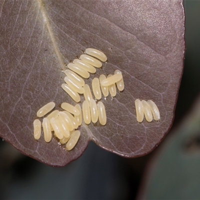 Paropsisterna cloelia (Eucalyptus variegated beetle) at Nicholls, ACT - 31 Oct 2024 by AlisonMilton