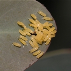 Paropsisterna cloelia at Nicholls, ACT - 1 Nov 2024 08:39 AM