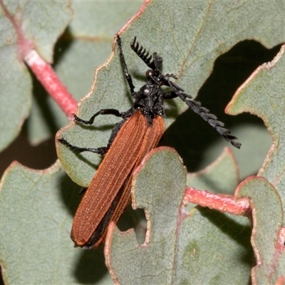 Porrostoma rhipidium (Long-nosed Lycid (Net-winged) beetle) at Nicholls, ACT - 1 Nov 2024 by AlisonMilton