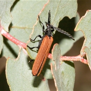 Porrostoma rhipidium at Nicholls, ACT - 1 Nov 2024 10:53 AM