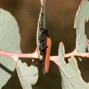 Porrostoma rhipidium at Nicholls, ACT - 1 Nov 2024 10:53 AM