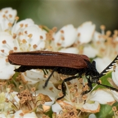 Porrostoma rhipidium (Long-nosed Lycid (Net-winged) beetle) at Nicholls, ACT - 1 Nov 2024 by AlisonMilton