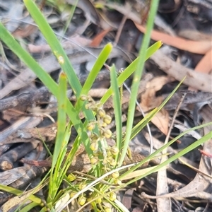 Lomandra filiformis subsp. coriacea at Bungendore, NSW - suppressed