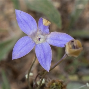 Wahlenbergia luteola at Nicholls, ACT - 1 Nov 2024