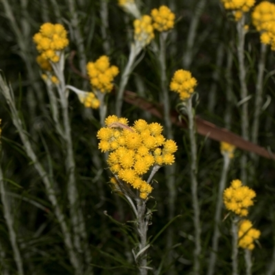 Chrysocephalum semipapposum (Clustered Everlasting) at Nicholls, ACT - 1 Nov 2024 by AlisonMilton