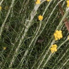 Chrysocephalum semipapposum at Nicholls, ACT - 1 Nov 2024