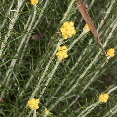 Chrysocephalum semipapposum at Nicholls, ACT - 1 Nov 2024