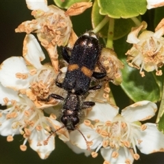 Eleale pulchra (Clerid beetle) at Nicholls, ACT - 1 Nov 2024 by AlisonMilton