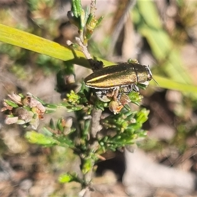 Melobasis propinqua (Propinqua jewel beetle) at Bungendore, NSW - 3 Nov 2024 by clarehoneydove