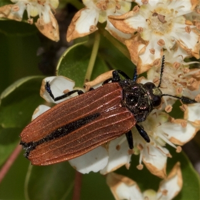 Castiarina nasuta (A jewel beetle) at Nicholls, ACT - 1 Nov 2024 by AlisonMilton