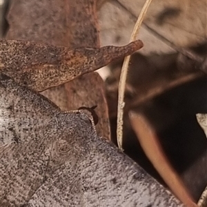 Taxeotis subvelaria at Bungendore, NSW - suppressed