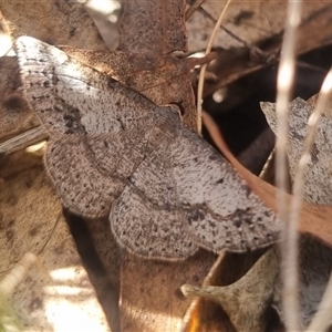 Taxeotis subvelaria at Bungendore, NSW - suppressed