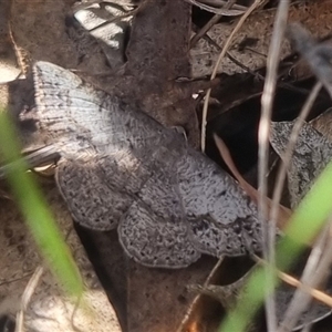 Taxeotis subvelaria at Bungendore, NSW - suppressed