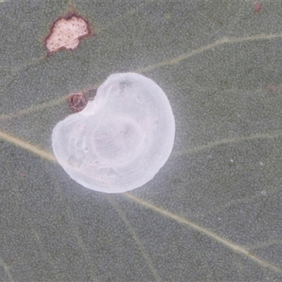 Glycaspis sp. (genus) at Nicholls, ACT - 1 Nov 2024 by AlisonMilton