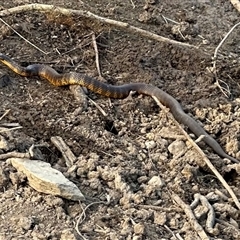 Notechis scutatus (Tiger Snake) at Bungendore, NSW - 3 Nov 2024 by yellowboxwoodland