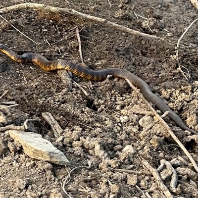 Notechis scutatus (Tiger Snake) at Bungendore, NSW - 3 Nov 2024 by yellowboxwoodland