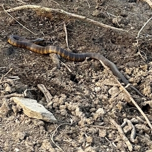 Notechis scutatus at Bungendore, NSW - suppressed