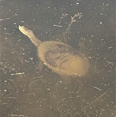 Chelodina longicollis (Eastern Long-necked Turtle) at Bungendore, NSW - 3 Nov 2024 by yellowboxwoodland