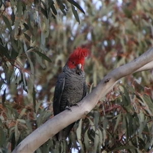 Callocephalon fimbriatum at Jerangle, NSW - suppressed