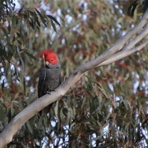 Callocephalon fimbriatum at Jerangle, NSW - suppressed