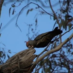 Callocephalon fimbriatum at Jerangle, NSW - suppressed