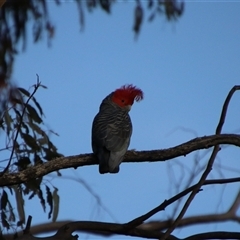 Callocephalon fimbriatum at Jerangle, NSW - suppressed