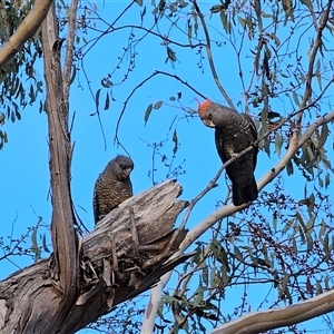 Callocephalon fimbriatum at Jerangle, NSW - suppressed