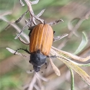 Phyllotocus rufipennis at Bungendore, NSW - 2 Nov 2024