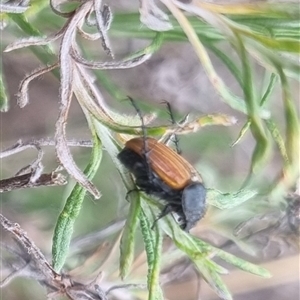 Phyllotocus rufipennis at Bungendore, NSW - 2 Nov 2024