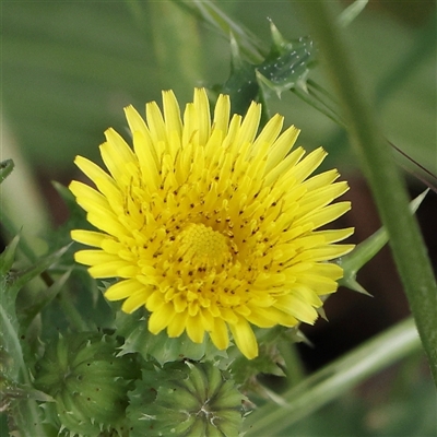 Sonchus asper (Prickly Sowthistle) at Gundaroo, NSW - 1 Nov 2024 by ConBoekel