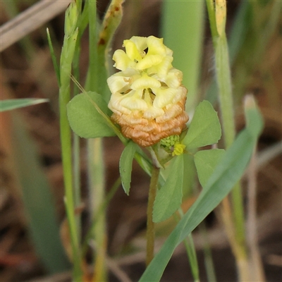 Trifolium campestre (Hop Clover) at Gundaroo, NSW - 1 Nov 2024 by ConBoekel