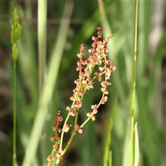 Rumex acetosella (Sheep Sorrel) at Gundaroo, NSW - 1 Nov 2024 by ConBoekel