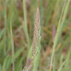 Holcus lanatus (Yorkshire Fog) at Gundaroo, NSW - 1 Nov 2024 by ConBoekel