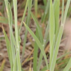 Holcus lanatus at Gundaroo, NSW - 2 Nov 2024