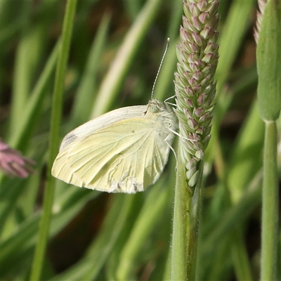 Pieris rapae (Cabbage White) at Gundaroo, NSW - 2 Nov 2024 by ConBoekel