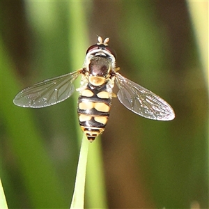 Simosyrphus grandicornis at Gundaroo, NSW - 2 Nov 2024 08:47 AM