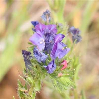 Echium plantagineum (Paterson's Curse) at Gundaroo, NSW - 2 Nov 2024 by ConBoekel