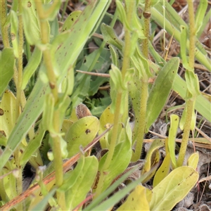 Echium plantagineum at Gundaroo, NSW - 2 Nov 2024 08:51 AM