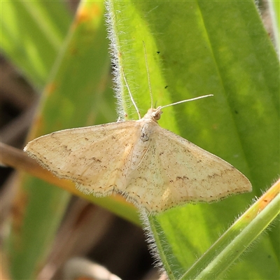 Scopula rubraria (Reddish Wave, Plantain Moth) at Gundaroo, NSW - 2 Nov 2024 by ConBoekel