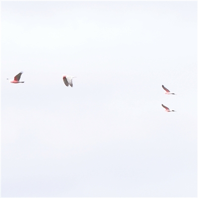 Eolophus roseicapilla (Galah) at Gundaroo, NSW - 1 Nov 2024 by ConBoekel