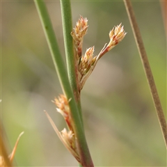 Juncus sp. (A Rush) at Gundaroo, NSW - 2 Nov 2024 by ConBoekel